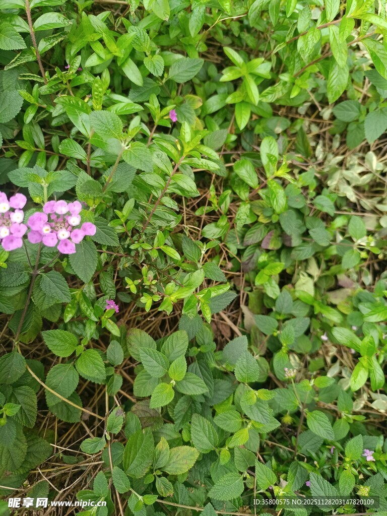 草丛中的紫色小花