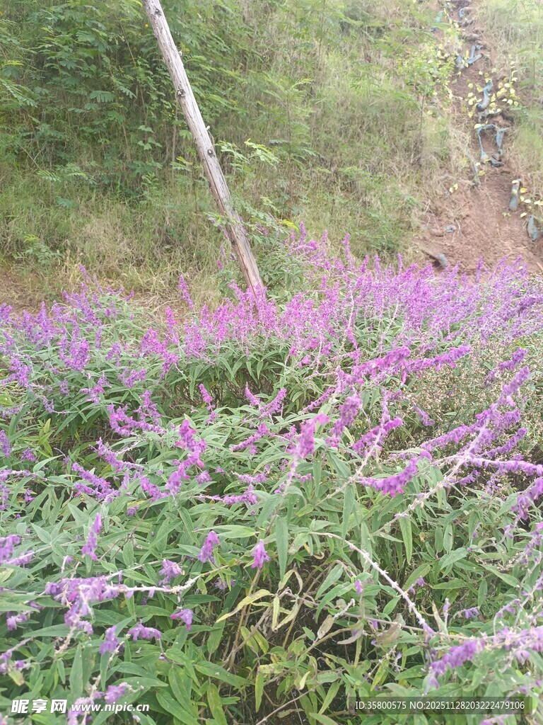 山间绽放的紫色花卉景观