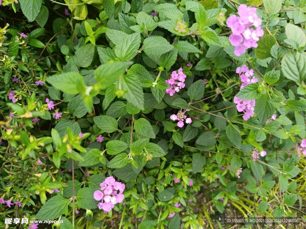 绿叶间绽放的紫色小花