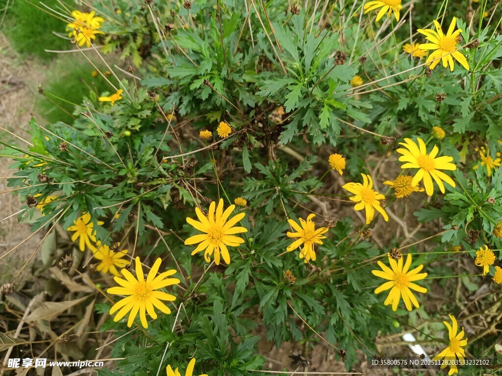 黄色小花绽放于绿叶间