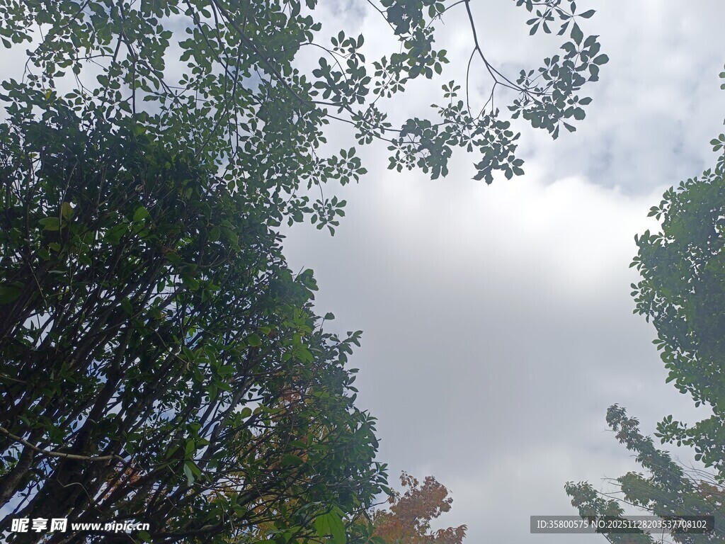 仰视茂密树林与天空