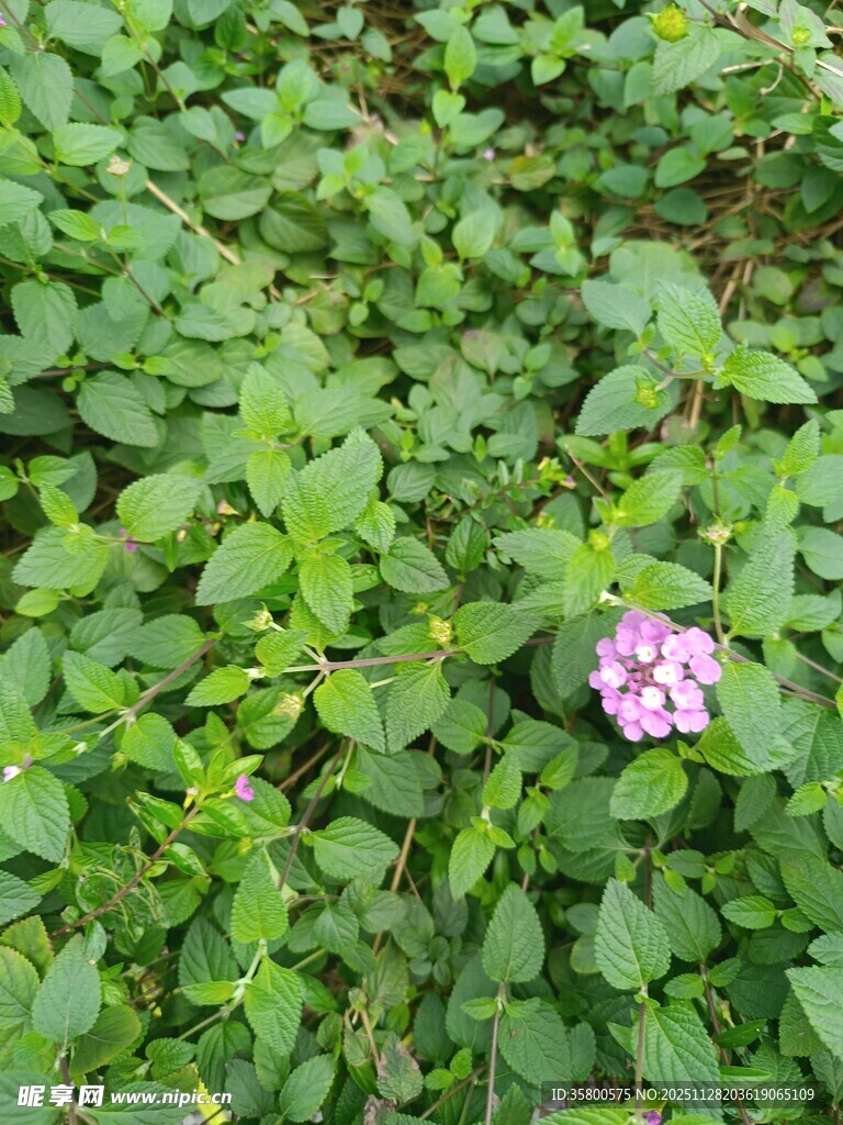 绿叶丛中绽放的娇艳小花