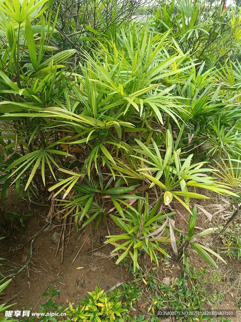 翠绿繁茂的丛生植物