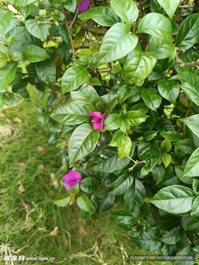 绿叶丛中的娇艳紫花