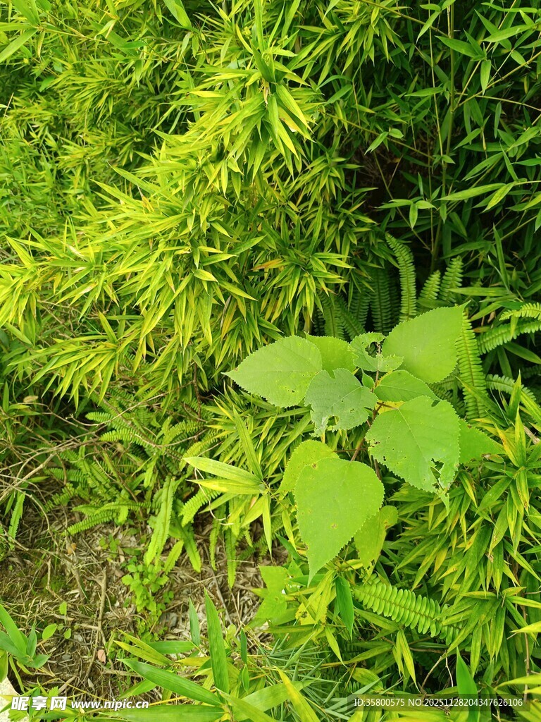 翠绿繁茂的植物景观