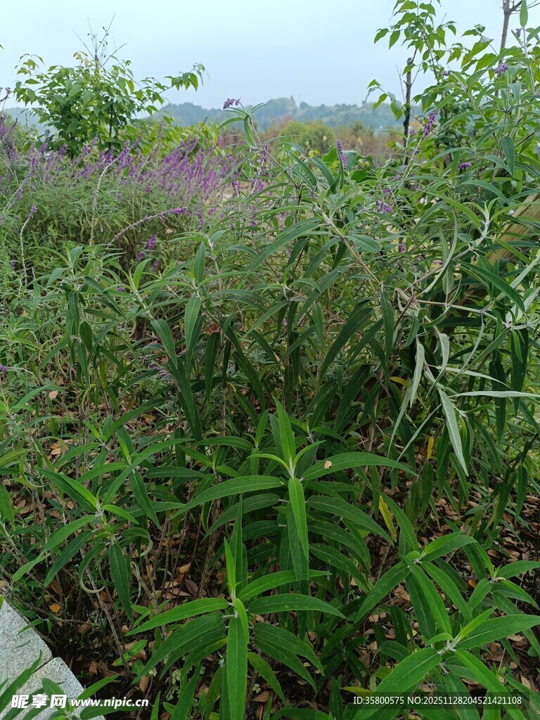 野外繁茂绿植景观