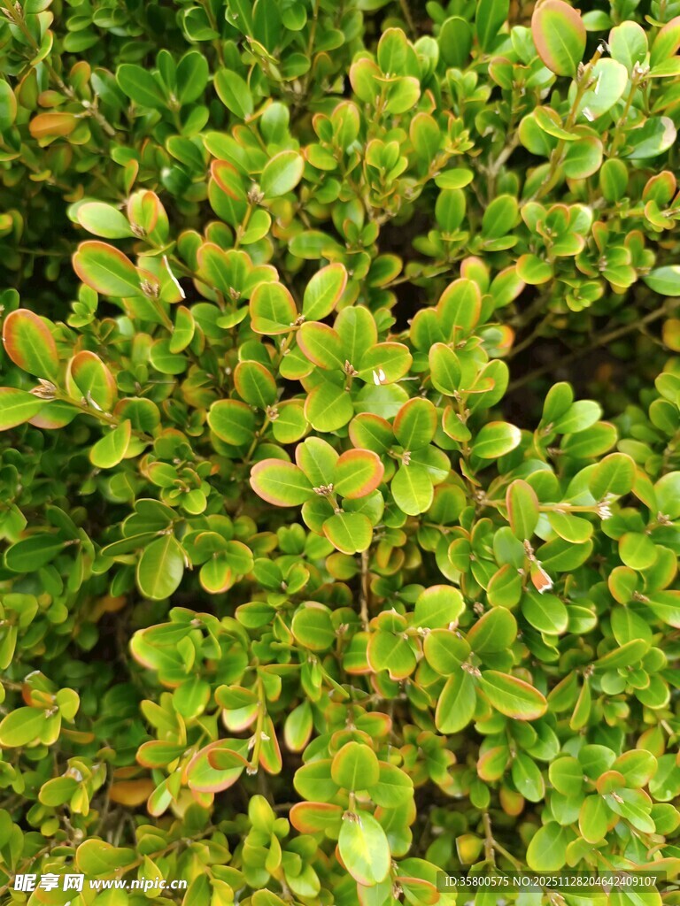 翠绿繁茂的叶片植物
