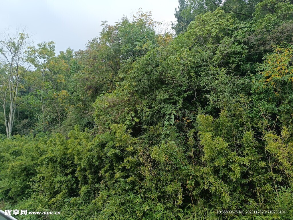 茂密绿植景观