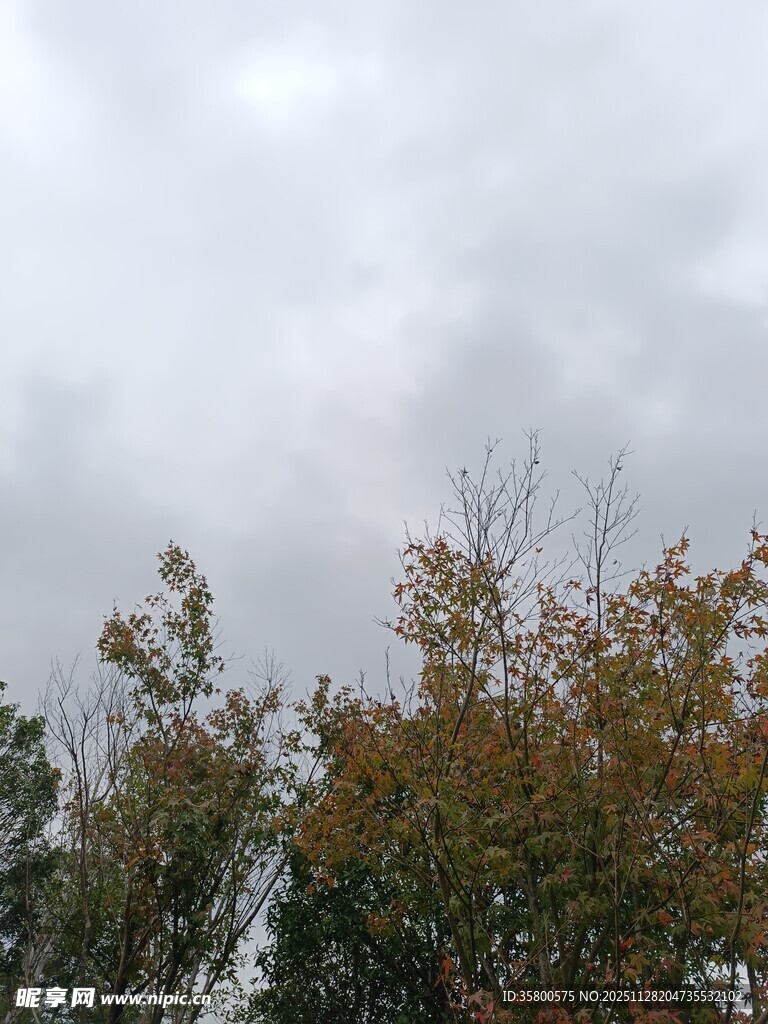 秋日树梢上的灰白云层