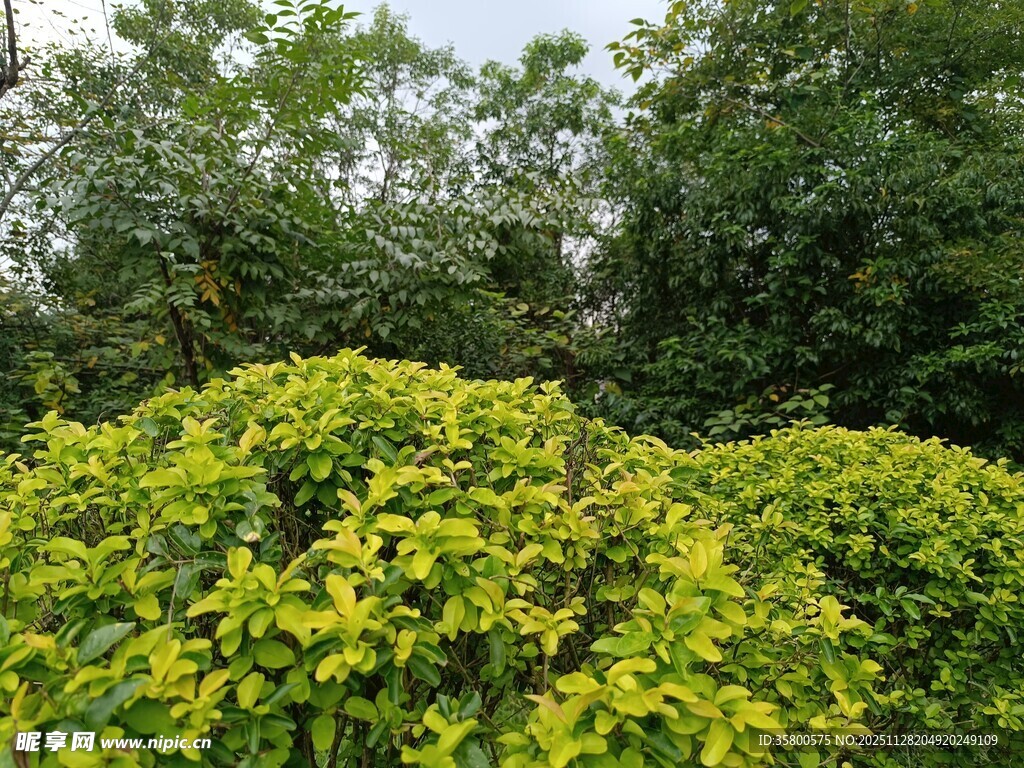 翠绿灌木丛中的盎然生机