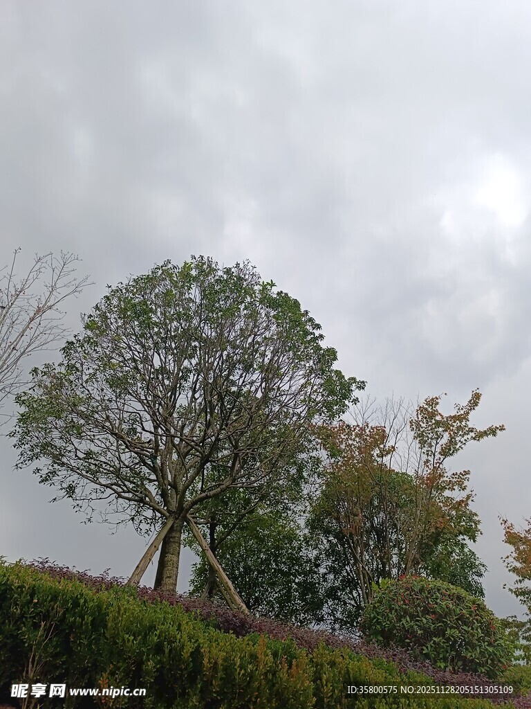 阴天中的树木景观