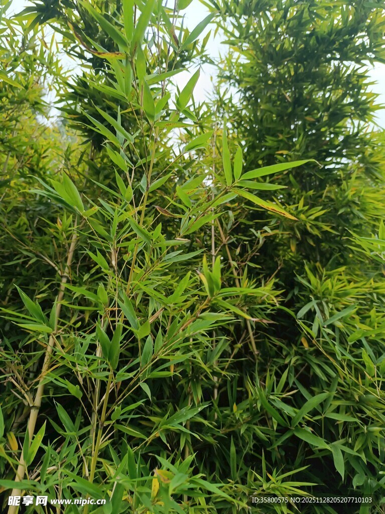 翠绿竹林中的蓬勃植物