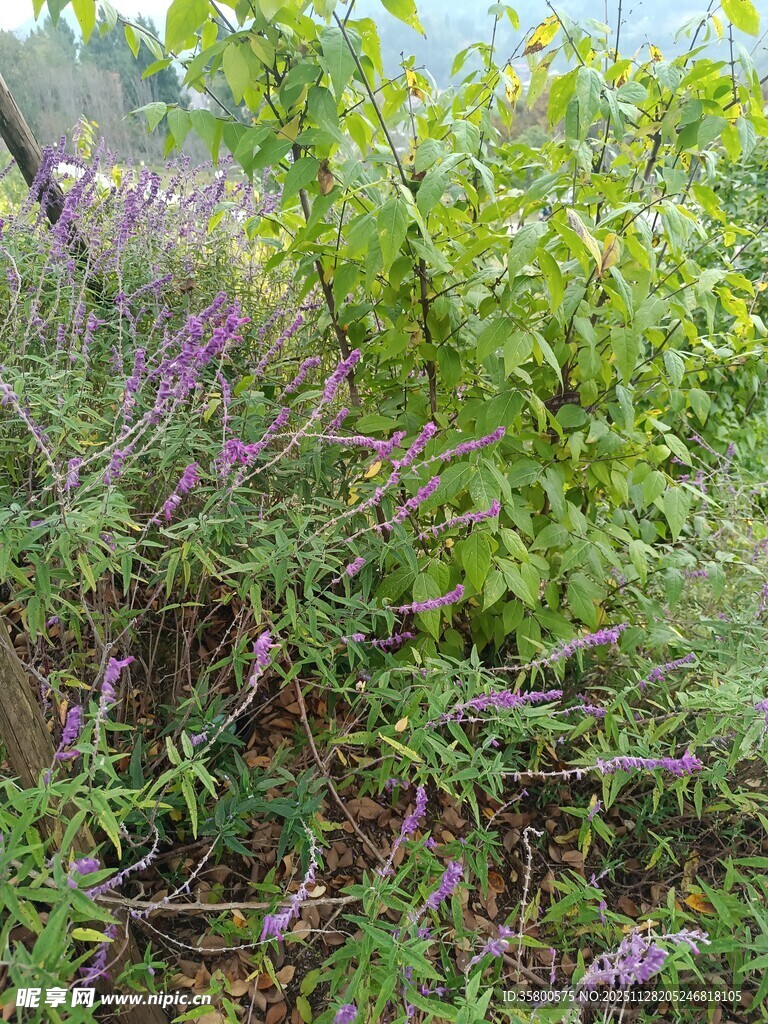 野外繁茂的绿植与紫色花卉