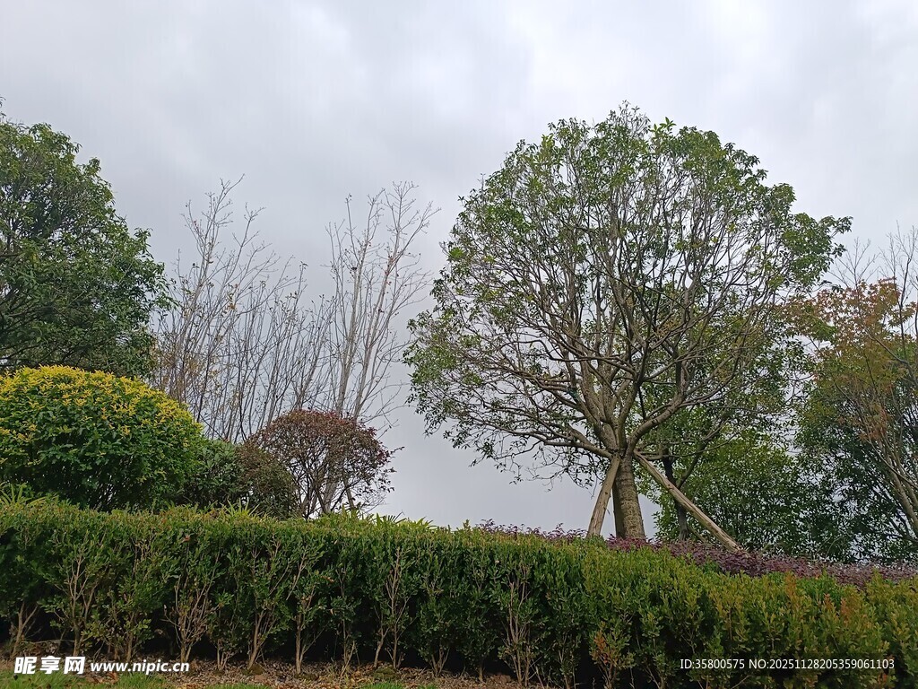 绿意盎然的园林景观