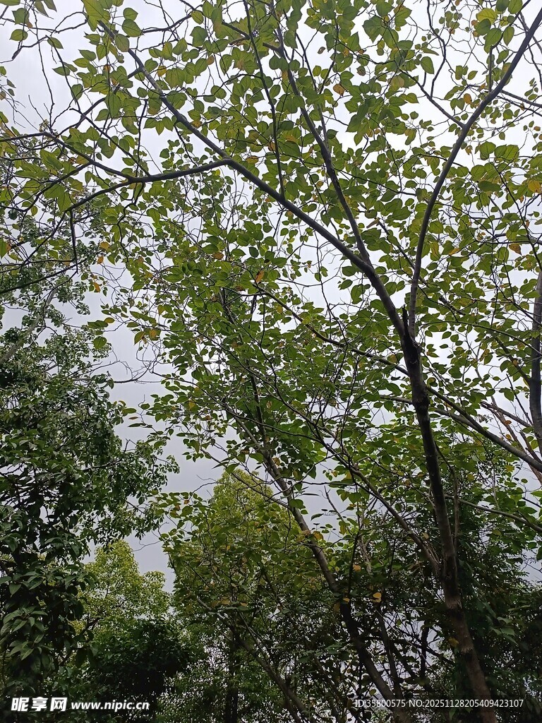 绿叶繁茂的树木景象