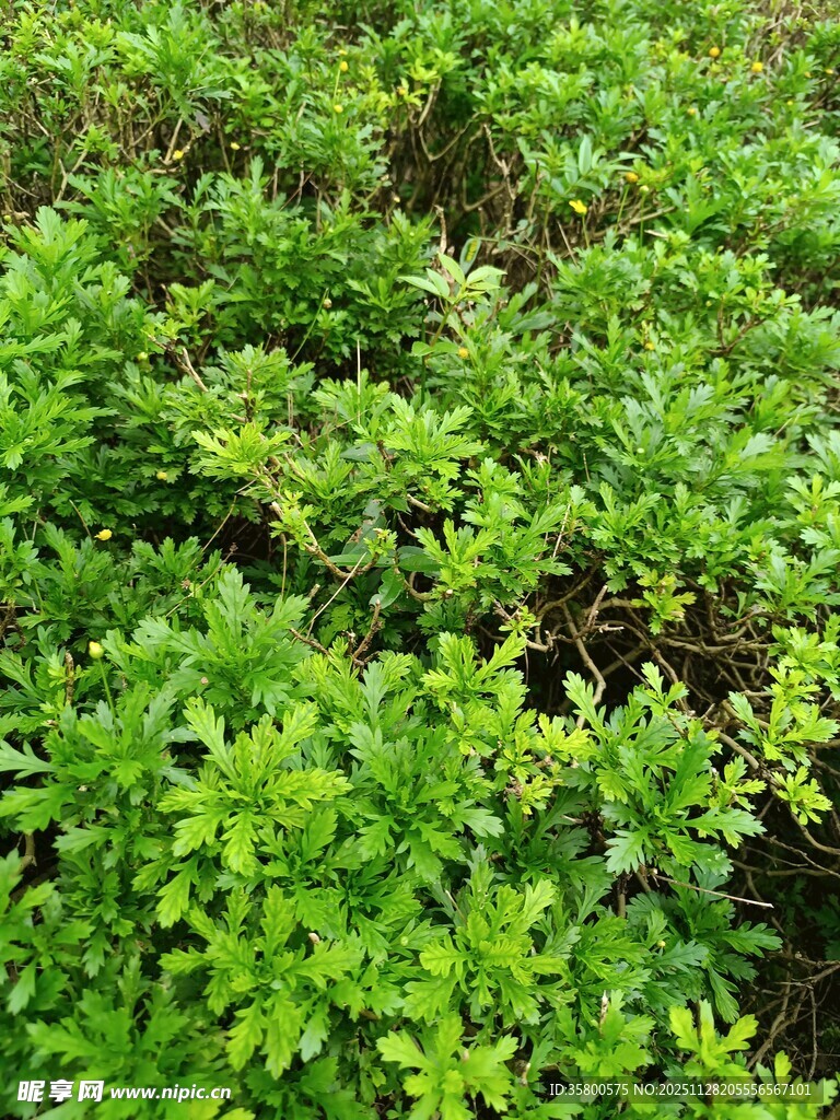 翠绿繁茂的丛生植物