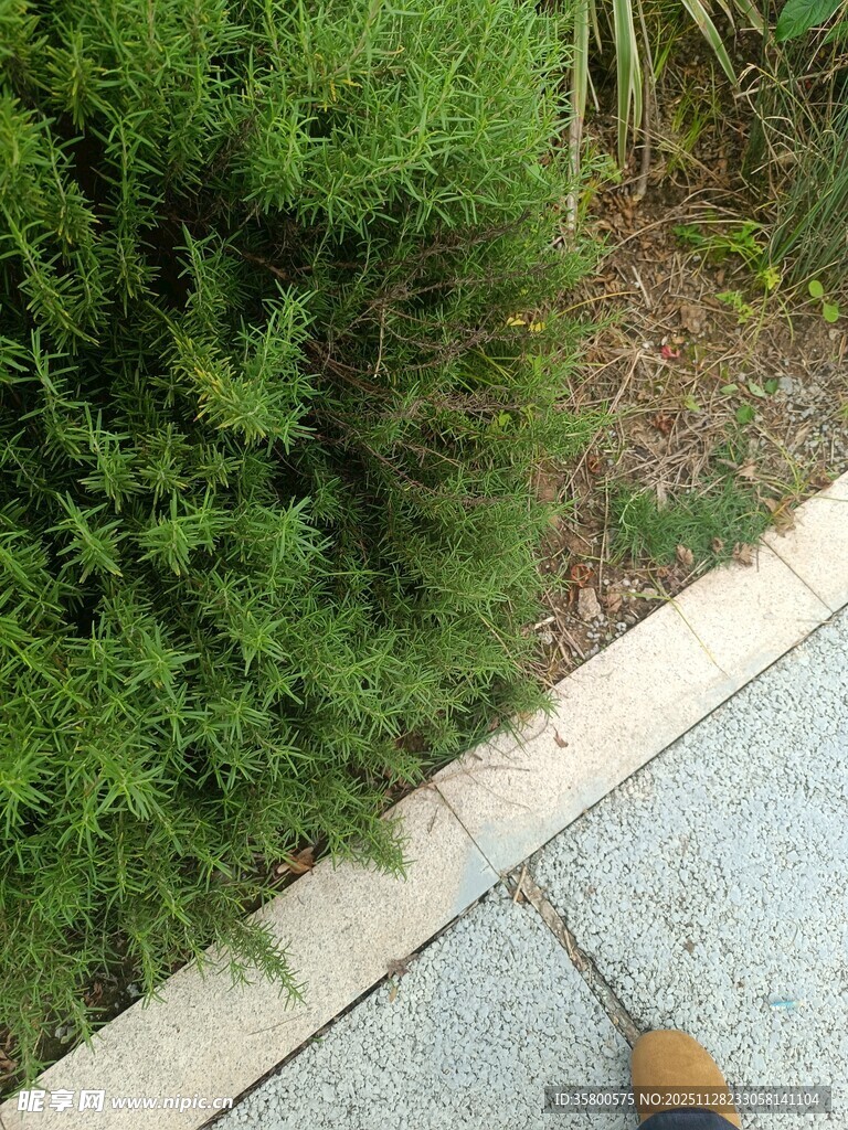 路边绿植与人的脚