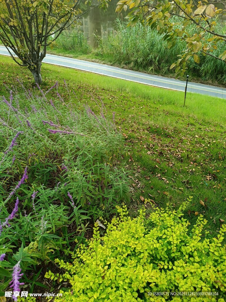 户外绿意盎然的自然景致