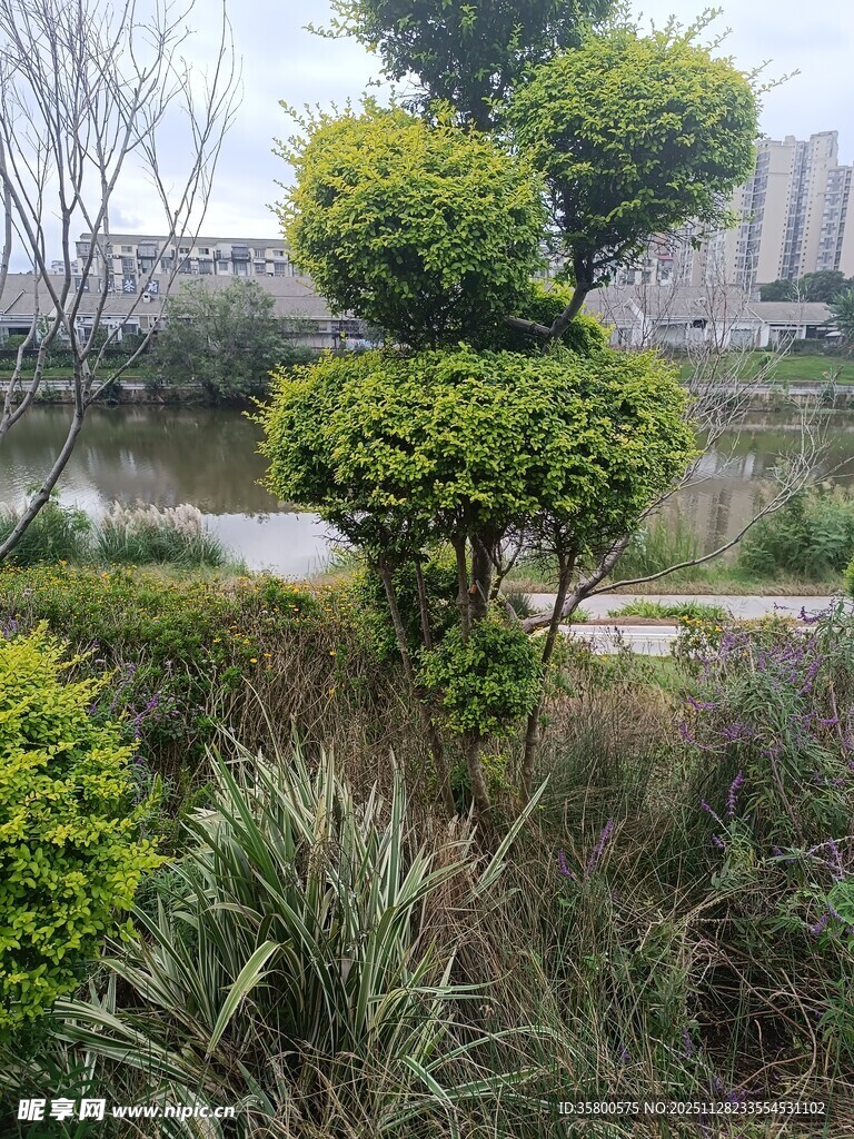 造型别致的园林绿植景观