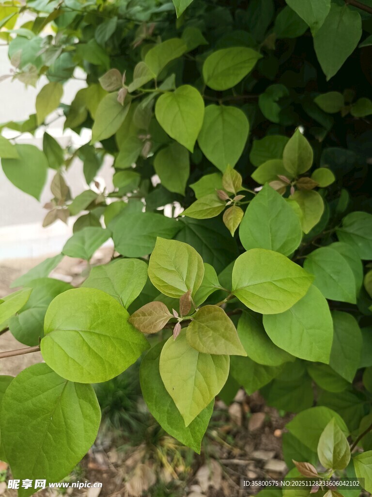 翠绿叶片的生机植物