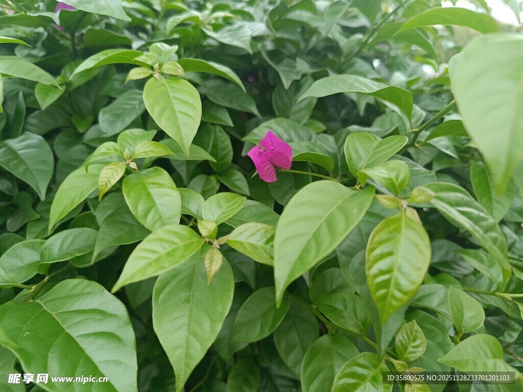 绿叶丛中的娇艳紫花