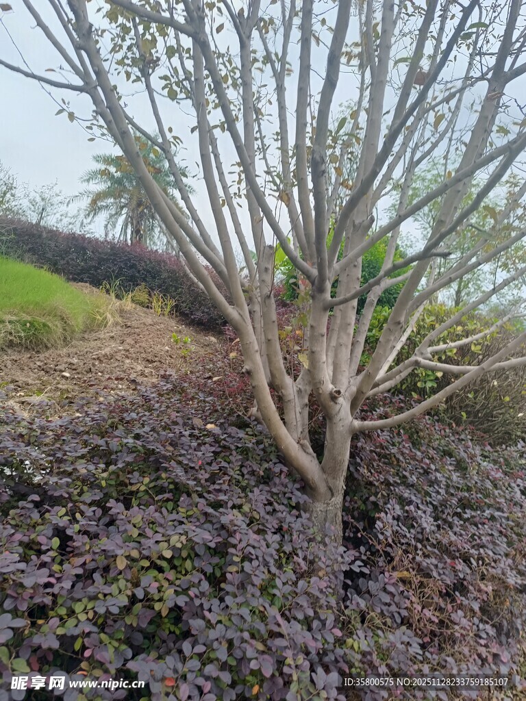 光秃树木与地面植被景观