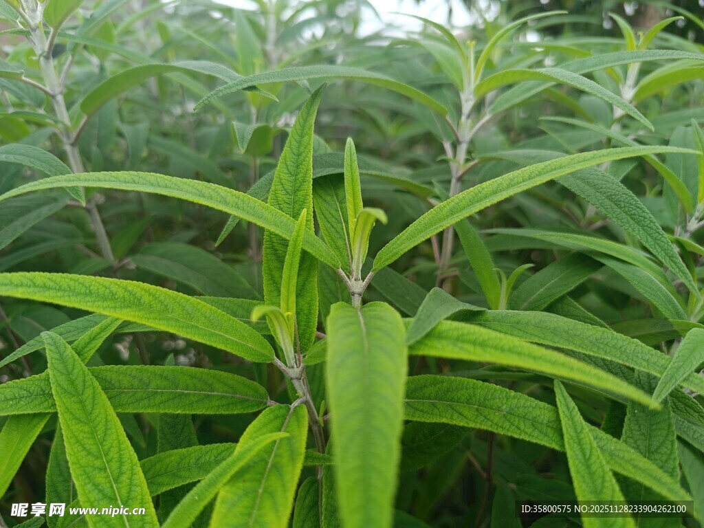 翠绿叶片的植物特写