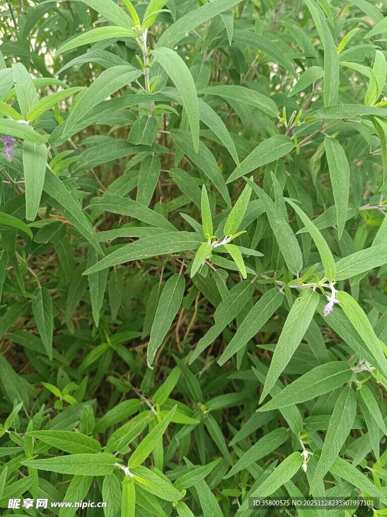 茂密绿色植物景观