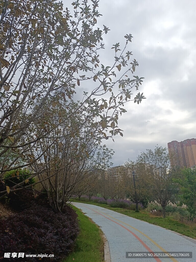 蜿蜒小路旁的繁茂树木