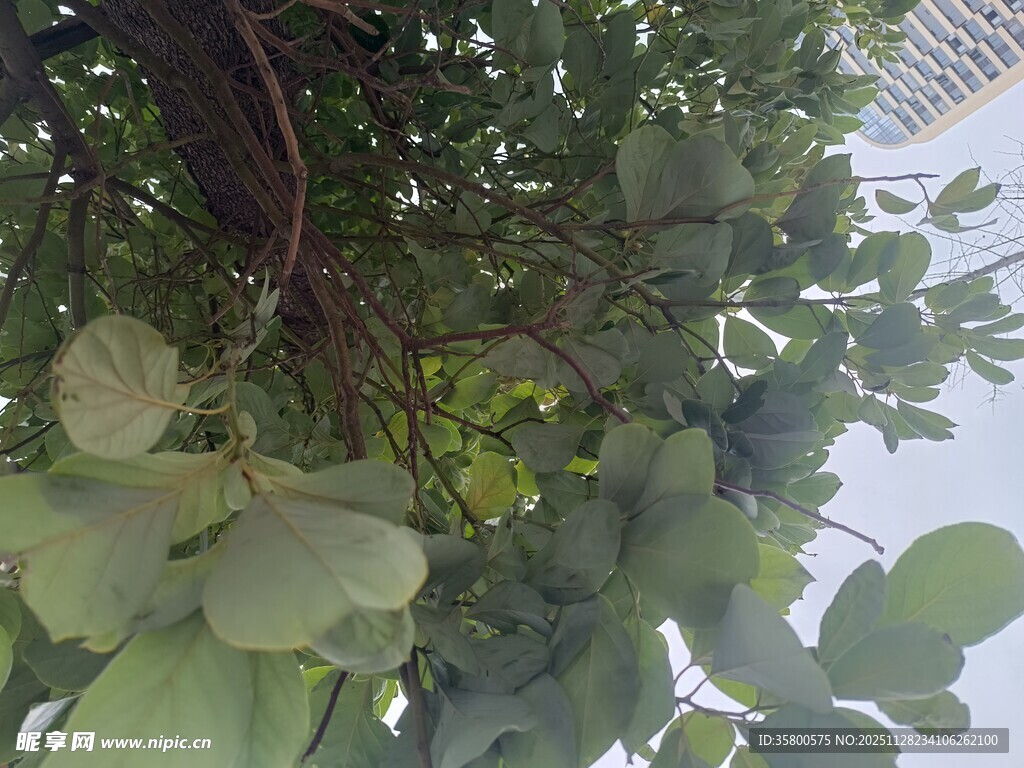 绿叶繁茂的植物景象