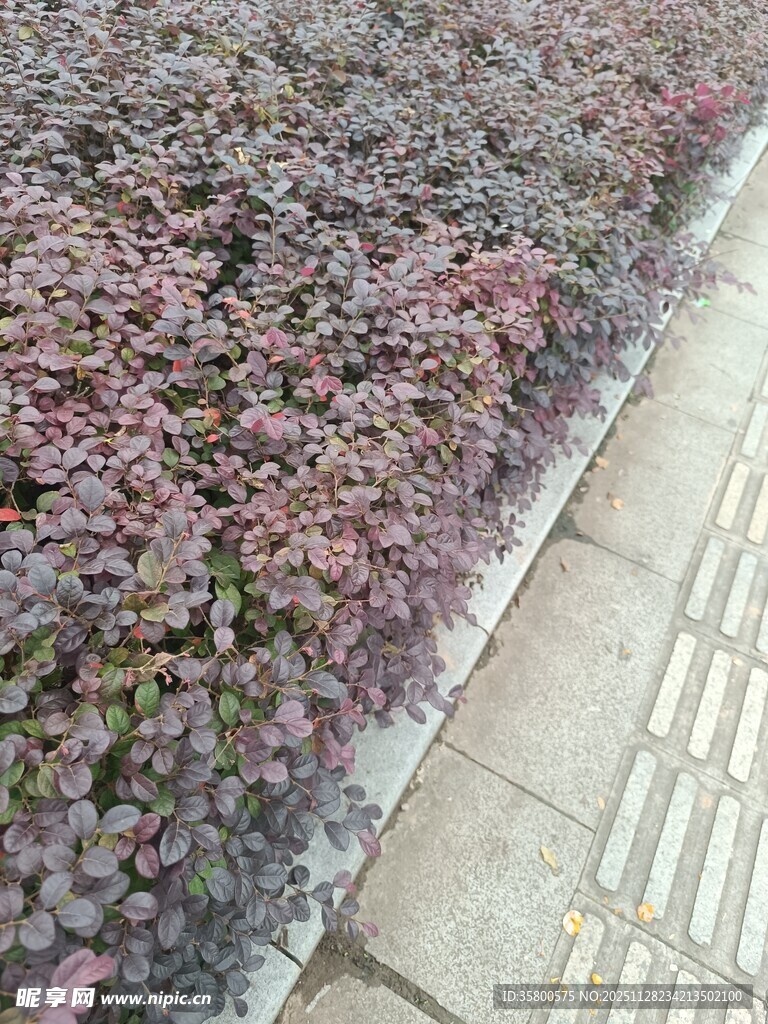 路边多彩地被植物景观