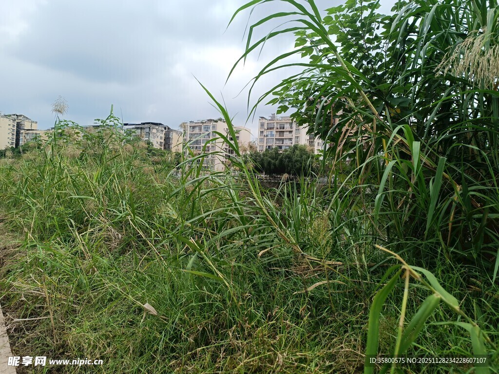 野外茂盛的绿色植物景观
