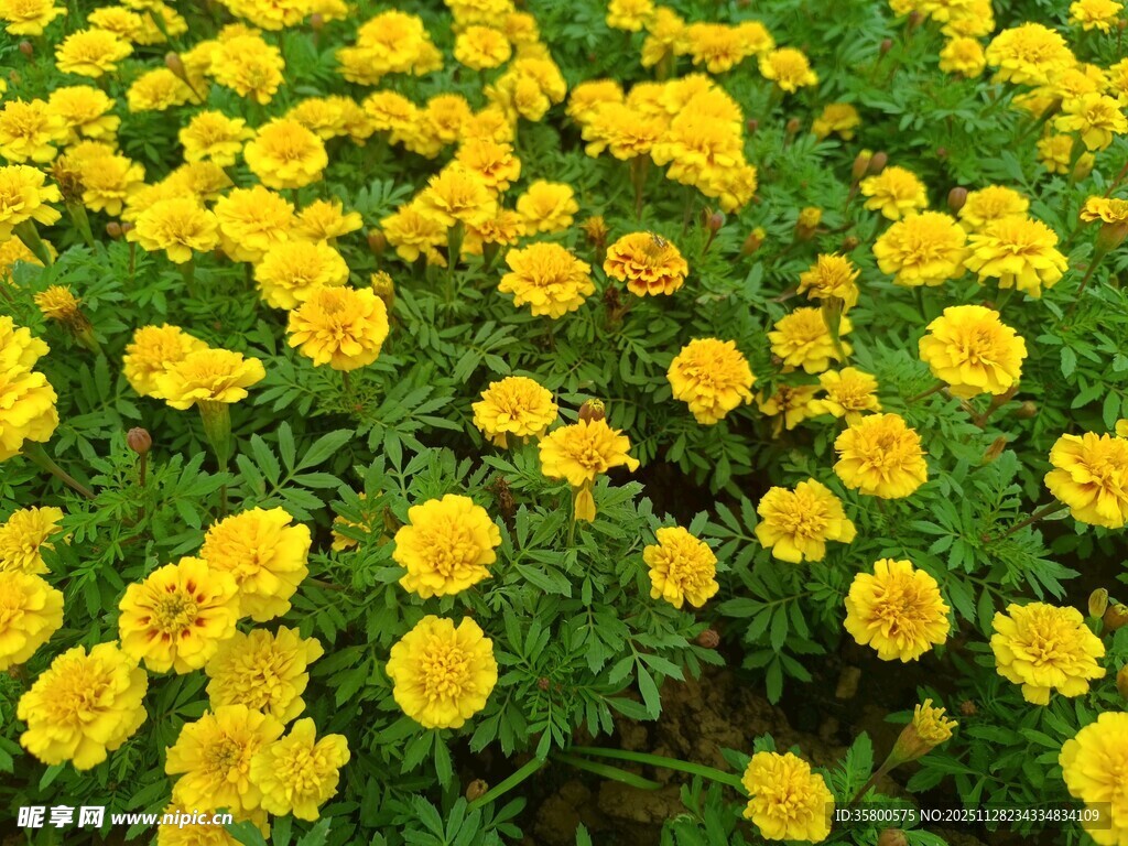 一片灿烂的黄色万寿菊花海