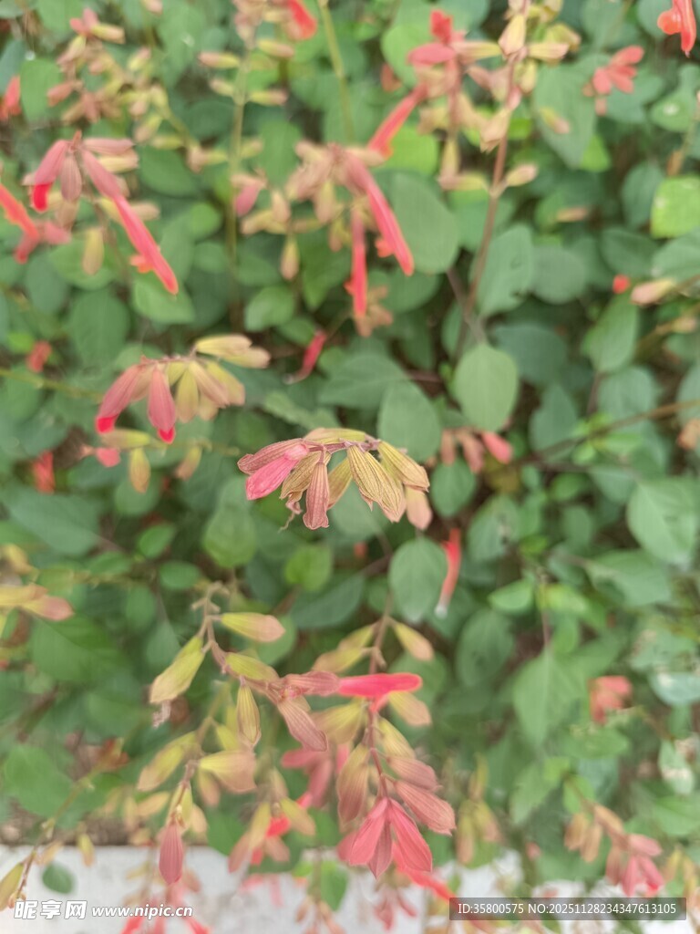 多彩叶片植物特写