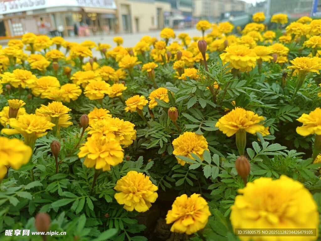 金黄灿烂的万寿菊盛放