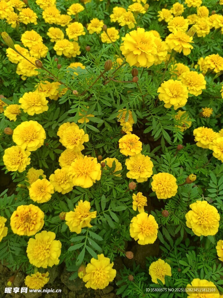 金黄灿烂的万寿菊盛放