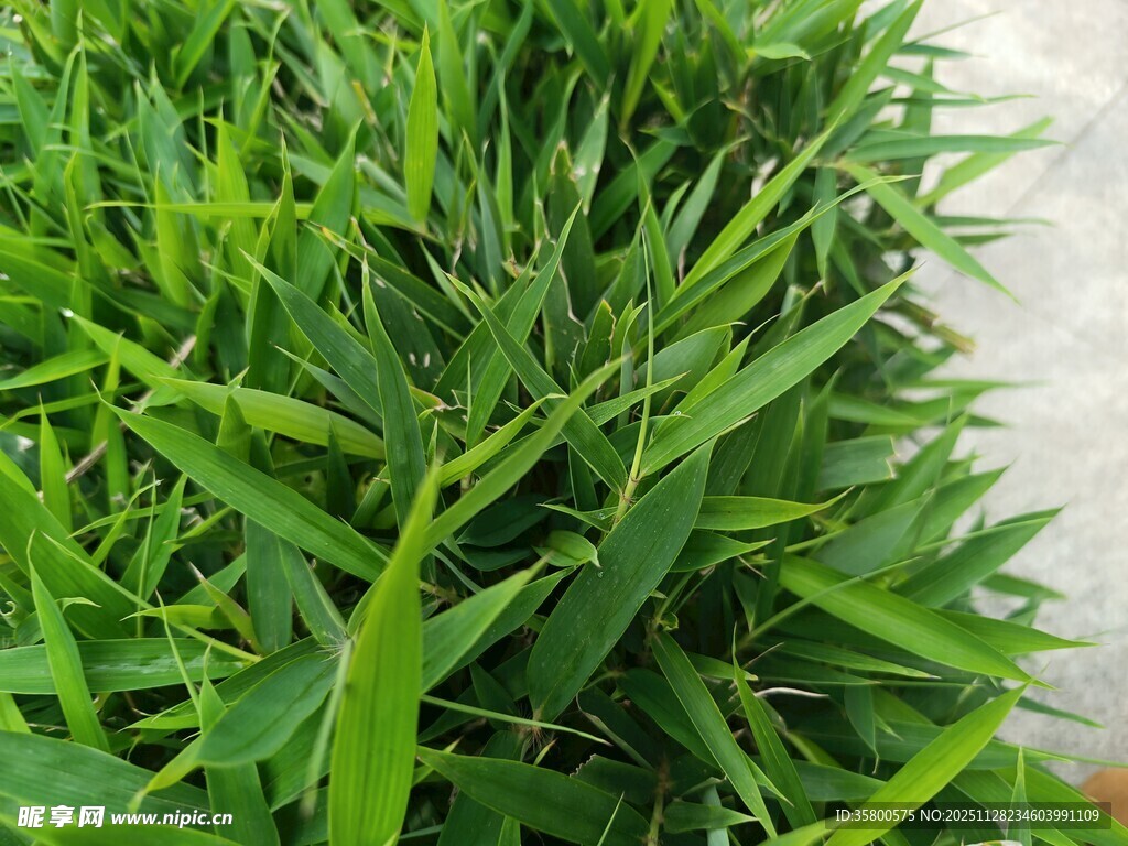 翠绿鲜嫩的青草