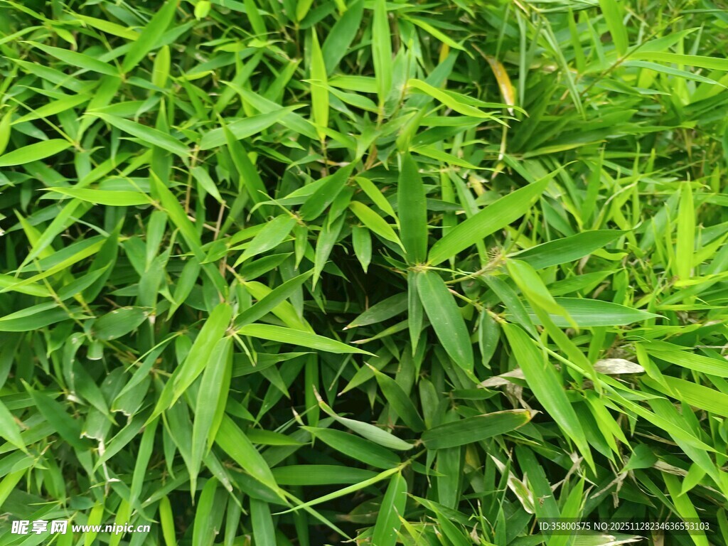 翠绿竹叶特写
