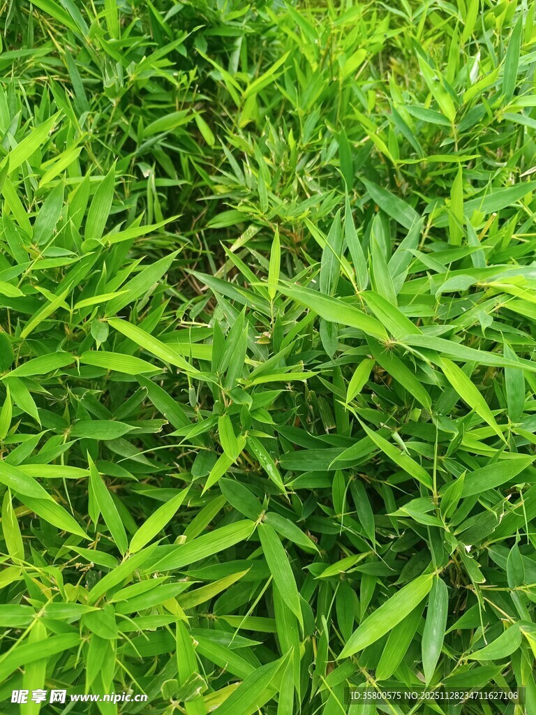 翠绿繁茂的植物叶片