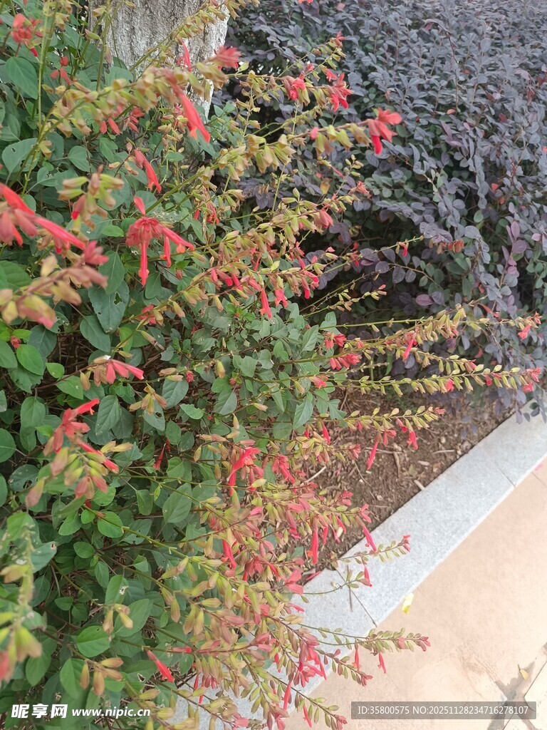 墙边绽放的多彩花卉