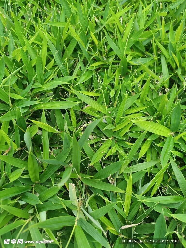 翠绿茂盛的青青草地