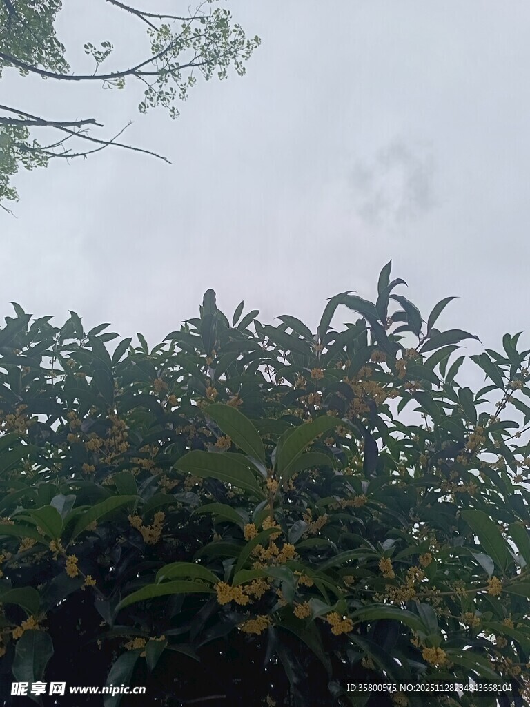 枝叶间的天空景象