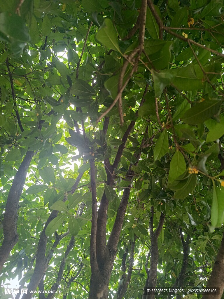 阳光穿透树林的静谧景象