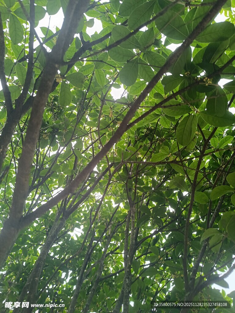 阳光穿透绿叶的繁茂树冠