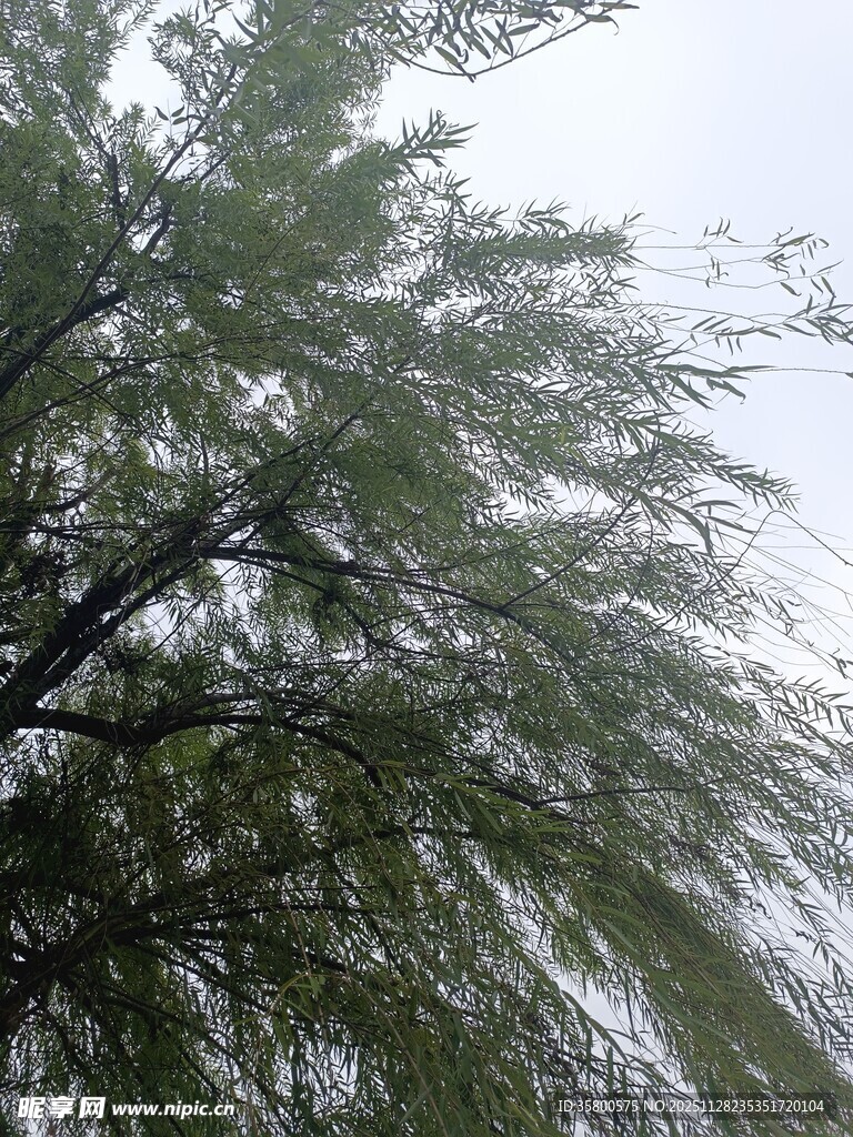 风中摇曳的翠绿柳枝