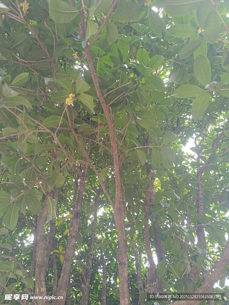 茂密树林中的繁茂枝叶