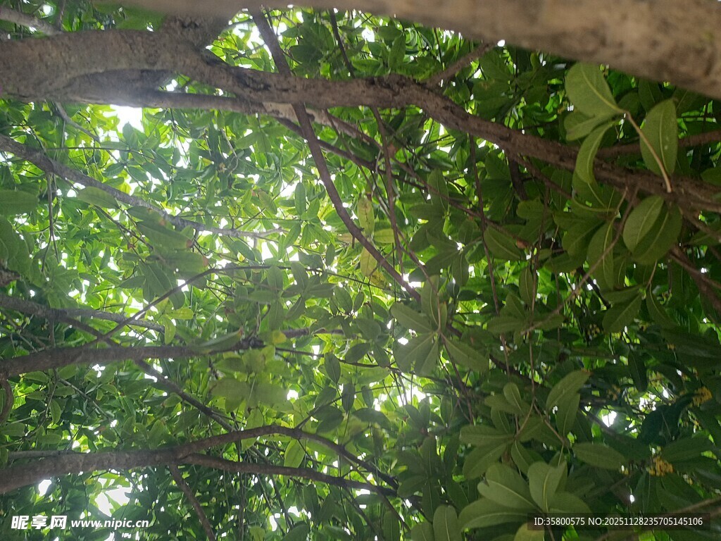 仰视茂密枝叶间的天空