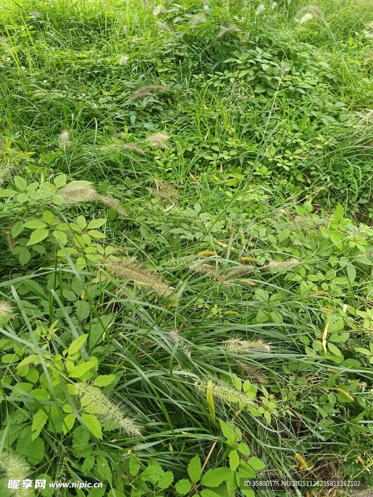 绿意盎然的草地景观