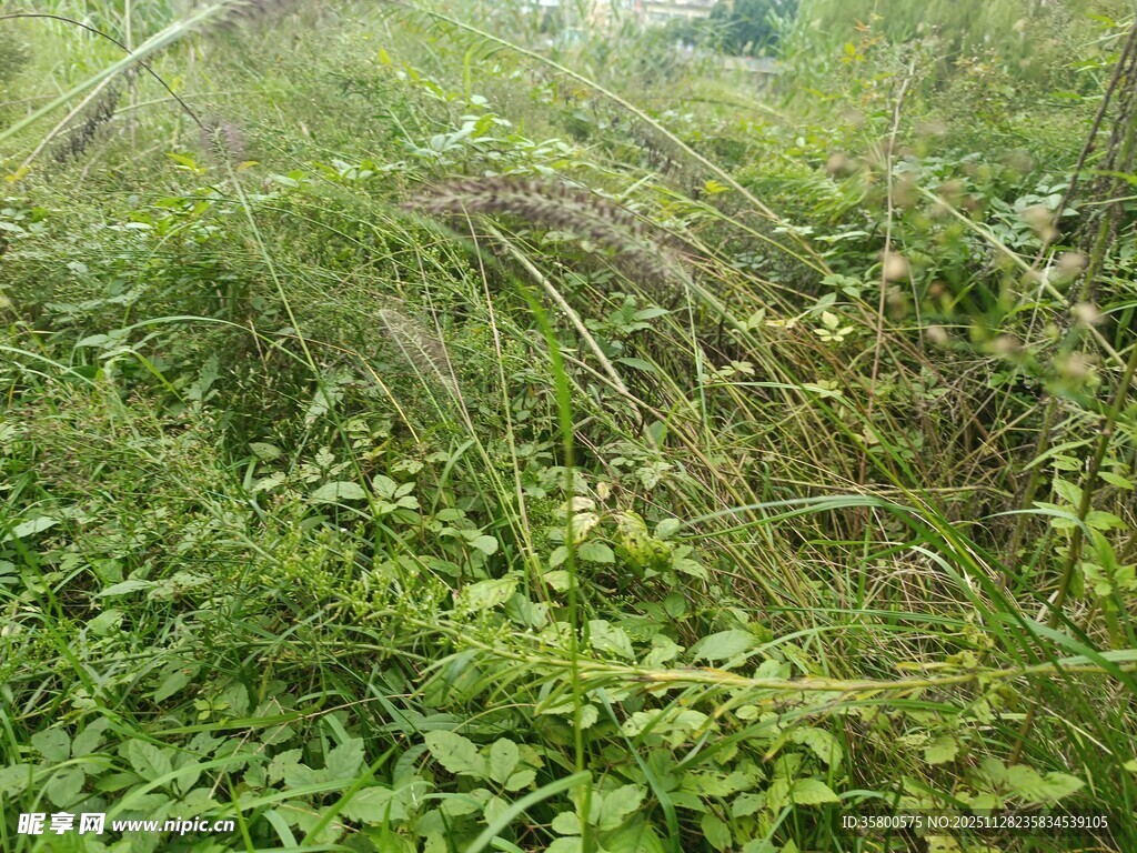 繁茂草丛景观
