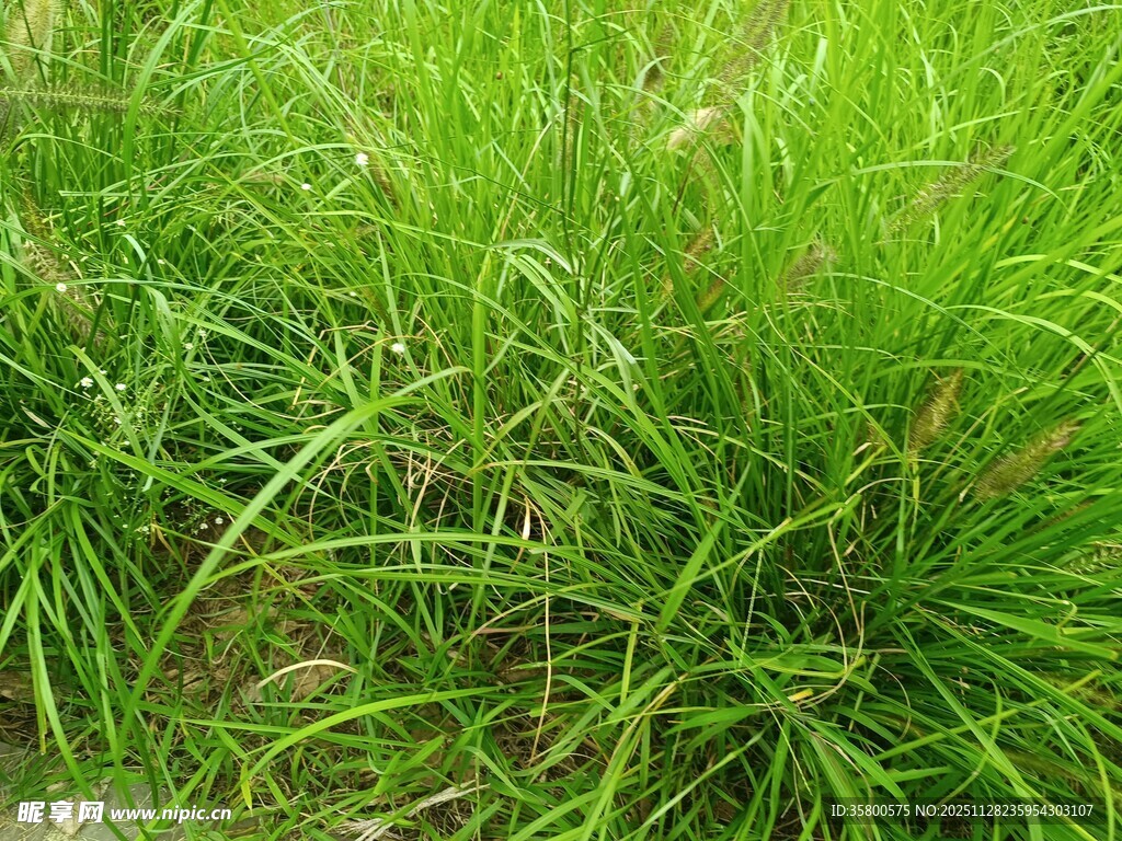 翠绿茂盛的草地